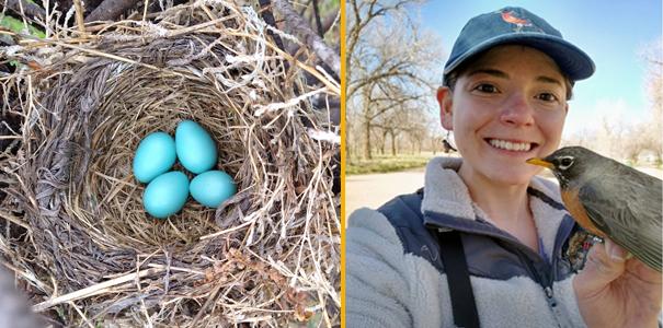 卡琳·桑切斯拿着一只知更鸟和一个有蓝色蛋的知更鸟巢