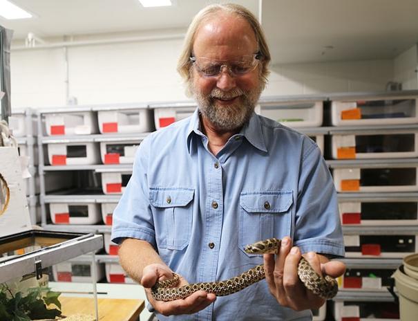 Dr. 史蒂夫·麦克西在皇冠app官方版下载的实验室里抱着一条无毒的蛇.